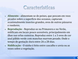  Alimento - alimentam-se de peixes, que pescam em voos
picados sobre a superfície dos oceanos, capturam
ocasionalmente insectos grandes, ovos de outros pássaros
e roedores.
 Reprodução - Reproduz-se na Primavera e no Verão,
nidificam em locais pouco acessíveis, principalmente em
ilhas nas orlas costeiras. Reproduz entre 1 a 3 ovos de cor
azul pálido verde com manchas marrom pesado. Onde o
tempo de gestação dura entre 26 a 28 dias.
 Nidificação - O ninho é feito entre cascalho e areia ou as
vezes sobre a vegetação.
 