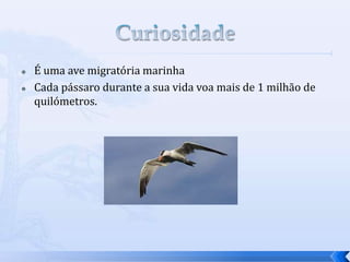  É uma ave migratória marinha
 Cada pássaro durante a sua vida voa mais de 1 milhão de
quilómetros.
 