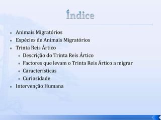  Animais Migratórios
 Espécies de Animais Migratórios
 Trinta Reis Ártico
 Descrição do Trinta Reis Ártico
 Factores que levam o Trinta Reis Ártico a migrar
 Características
 Curiosidade
 Intervenção Humana
 