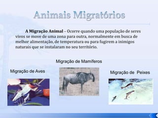 A Migração Animal – Ocorre quando uma população de seres
vivos se move de uma zona para outra, normalmente em busca de
melhor alimentação, de temperatura ou para fugirem a inimigos
naturais que se instalaram no seu território.
Migração de Aves Migração de Peixes
Migração de Mamíferos
 