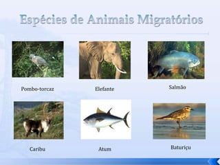 Atum
Elefante Salmão
Caribu
Pombo-torcaz
Baturiçu
 