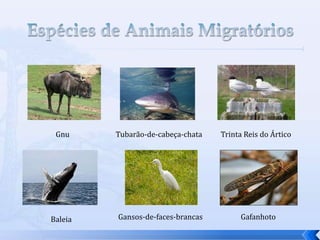 Gnu
Baleia
Trinta Reis do ÁrticoTubarão-de-cabeça-chata
Gansos-de-faces-brancas Gafanhoto
 