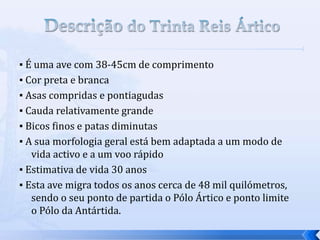 ▪ É uma ave com 38-45cm de comprimento
▪ Cor preta e branca
▪ Asas compridas e pontiagudas
▪ Cauda relativamente grande
▪ Bicos finos e patas diminutas
▪ A sua morfologia geral está bem adaptada a um modo de
vida activo e a um voo rápido
▪ Estimativa de vida 30 anos
▪ Esta ave migra todos os anos cerca de 48 mil quilómetros,
sendo o seu ponto de partida o Pólo Ártico e ponto limite
o Pólo da Antártida.
 