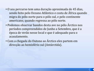 ▪ O seu percurso tem uma duração aproximada de 45 dias,
sendo feito pelo Oceano Atlântico e costa de África quando
migra do pólo norte para o pólo sul, e pelo continente
americano, quando regressa ao pólo norte.
▪ Podemos observar bandos desta ave no pólo Árctico nos
períodos compreendidos de Junho a Setembro, que é a
época de verão nesse local e que é adequado para o
acasalamento.
▪ Com a chegada do Outono ao Árctico eles partem em
direcção ao hemisfério sul (Antárctida).
 