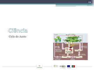 Ciclo do Azoto 
24 
 