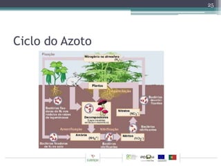 Ciclo do Azoto 
25 
 
