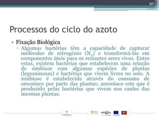 Processos do ciclo do azoto 
• Fixação Biológica 
30 
▫ Algumas bactérias têm a capacidade de capturar 
moléculas de nitrogénio (N2) e transformá-las em 
componentes úteis para os restantes seres vivos. Entre 
estas, existem bactérias que estabelecem uma relação 
de simbiose com algumas espécies de plantas 
(leguminosas) e bactérias que vivem livres no solo. A 
simbiose é estabelecida através do consumo de 
amoníaco por parte das plantas; amoníaco este que é 
produzido pelas bactérias que vivem nos caules das 
mesmas plantas. 
 