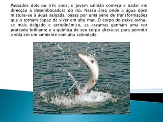 Passados dois ou três anos, o jovem salmão começa a nadar em
direcção à desembocadura do rio. Nessa área onde a água doce
mistura-se à água salgada, passa por uma série de transformações
que o tornam capaz de viver em alto mar. O corpo do peixe torna-
se mais delgado e aerodinâmico, as escamas ganham uma cor
prateada brilhante e a química de seu corpo altera-se para permitir
a vida em um ambiente com alta salinidade.
 