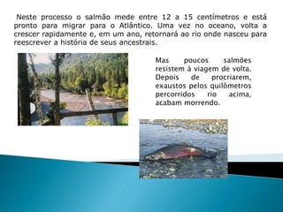 Neste processo o salmão mede entre 12 a 15 centímetros e está
pronto para migrar para o Atlântico. Uma vez no oceano, volta a
crescer rapidamente e, em um ano, retornará ao rio onde nasceu para
reescrever a história de seus ancestrais.
Mas poucos salmões
resistem à viagem de volta.
Depois de procriarem,
exaustos pelos quilômetros
percorridos rio acima,
acabam morrendo.
 