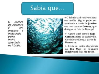 Sabia que…
O Salmão
do Atlântico
é um
gracioso e
musculado
peixe,
muito
apreciado
na Irlanda.
◊-O Salmão da Primavera pesa
em média 4kg e pode ser
apanhado a partir de Janeiro
em rios como o Drowes, que
desagua na Baía de Donegal
◊- Alguns lagos como o Lago
Currane, perto de Waterville,
Condado de Kerry, a partir de
Fevereiro.
◊- Existe em maior abundância
no Rio Moy, no Munster
Blackwater e no Rio Foyle.
 