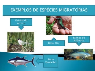 EXEMPLOS DE ESPÉCIES MIGRATÓRIAS
Gaivina do
Árctico
Beija-Flor
Atum
Vermelho
Salmão do
Atlântico
 