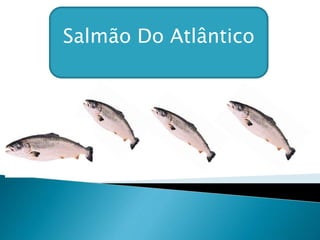 Salmão Do Atlântico
 