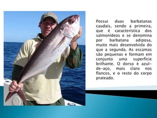 Possui duas barbatanas
caudais, sendo a primeira,
que é característica dos
salmonídeos e se denomina
por barbatana adiposa,
muito mais desenvolvida do
que a segunda. As escamas
são pequenas e formam em
conjunto uma superfície
brilhante. O dorso é azul-
de-aço, mais claro nos
flancos, e o resto do corpo
prateado.
 