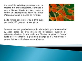 Um casal de salmões encontram-se no
mesmo rio onde nasceram. Formado o
par, a fêmea liberta os ovos sobre o
ninho de pedregulhos feito no fundo
d'água para que o macho os fertilize.
Cada fêmea põe entre 700 e 800 ovos
por cada 500 gramas de seu peso.
Os ovos mudam gradualmente do alaranjado para o vermelho
e, após cerca de três meses de incubação, surgem os
primeiros alevinos (nome dado aos filhotes de peixes). Em um
surto de crescimento, o peixinho alcança os 65 milímetros e
ganha listras verticais para camuflagem.
 