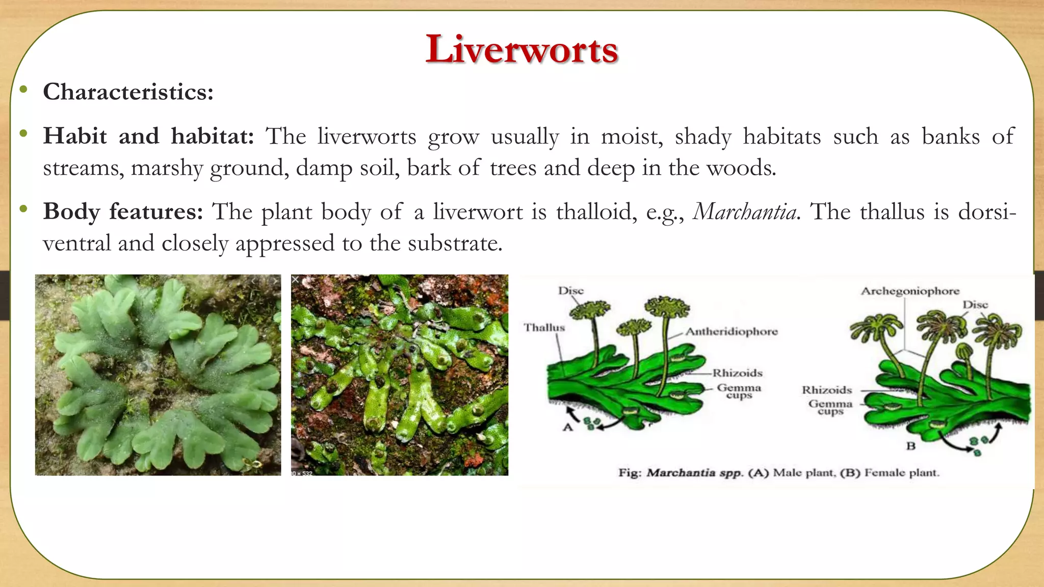 Liverworts
• Characteristics:
• Habit and habitat: The liverworts grow usually in moist, shady habitats such as banks of
streams, marshy ground, damp soil, bark of trees and deep in the woods.
• Body features: The plant body of a liverwort is thalloid, e.g., Marchantia. The thallus is dorsi-
ventral and closely appressed to the substrate.
 