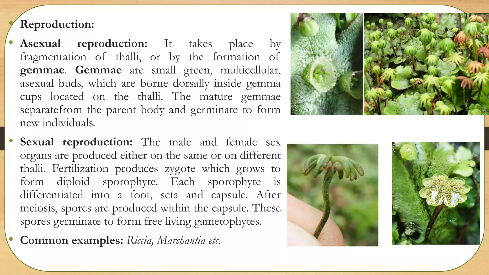 • Reproduction:
• Asexual reproduction: It takes place by
fragmentation of thalli, or by the formation of
gemmae. Gemmae are small green, multicellular,
asexual buds, which are borne dorsally inside gemma
cups located on the thalli. The mature gemmae
separatefrom the parent body and germinate to form
new individuals.
• Sexual reproduction: The male and female sex
organs are produced either on the same or on different
thalli. Fertilization produces zygote which grows to
form diploid sporophyte. Each sporophyte is
differentiated into a foot, seta and capsule. After
meiosis, spores are produced within the capsule. These
spores germinate to form free living gametophytes.
• Common examples: Riccia, Marchantia etc.
 