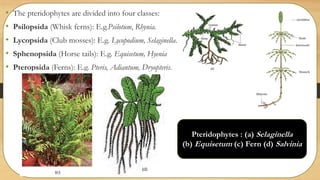 Std 11 biology chapter 03 plant kingdom | PPTX