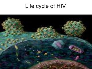 Life cycle of HIV
 