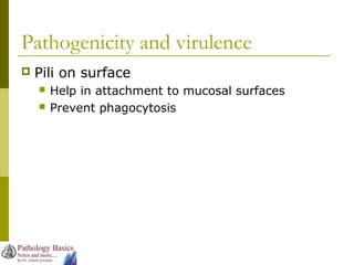 Pathogenicity and virulence
 Pili on surface
 Help in attachment to mucosal surfaces
 Prevent phagocytosis
 