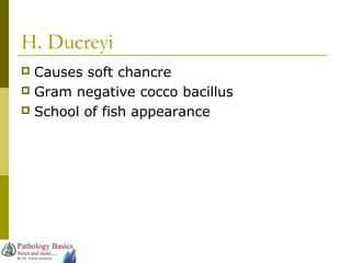 H. Ducreyi
 Causes soft chancre
 Gram negative cocco bacillus
 School of fish appearance
 