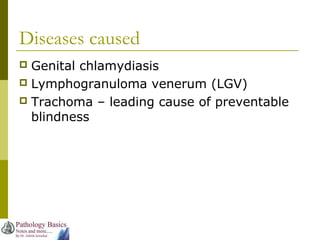 Diseases caused
 Genital chlamydiasis
 Lymphogranuloma venerum (LGV)
 Trachoma – leading cause of preventable
blindness
 