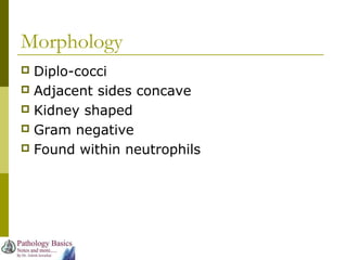 Morphology
 Diplo-cocci
 Adjacent sides concave
 Kidney shaped
 Gram negative
 Found within neutrophils
 