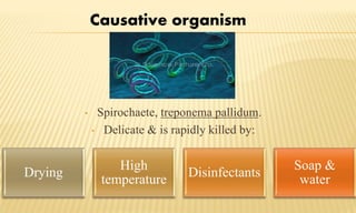 • Spirochaete, treponema pallidum.
• Delicate & is rapidly killed by:
Causative organism
Drying
High
temperature
Disinfectants
Soap &
water
 