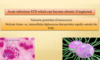 • Neisseria gonorrhea (Gonococcus)
• Delicate Gram -ve, intracellular diplococcus that perishes rapidly outside the
body.
Acute infectious STD which can become chronic if neglected.
 