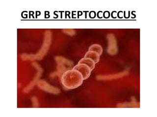 GRP B STREPTOCOCCUS
 