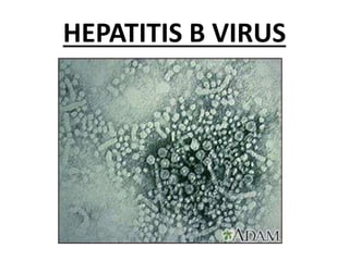 HEPATITIS B VIRUS
 