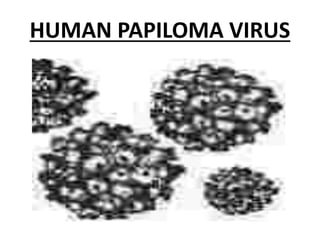 HUMAN PAPILOMA VIRUS
 