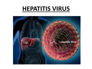 HEPATITIS VIRUS
 