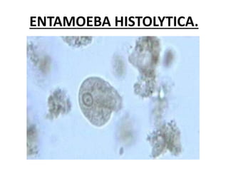 ENTAMOEBA HISTOLYTICA.
 