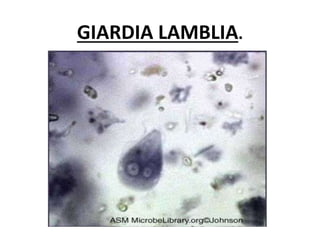 GIARDIA LAMBLIA.
 