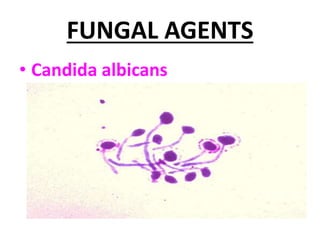 FUNGAL AGENTS
• Candida albicans
 