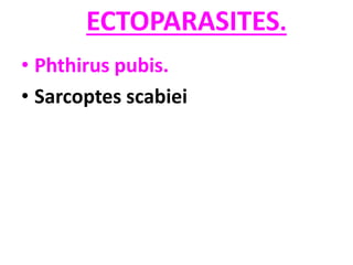 ECTOPARASITES.
• Phthirus pubis.
• Sarcoptes scabiei
 