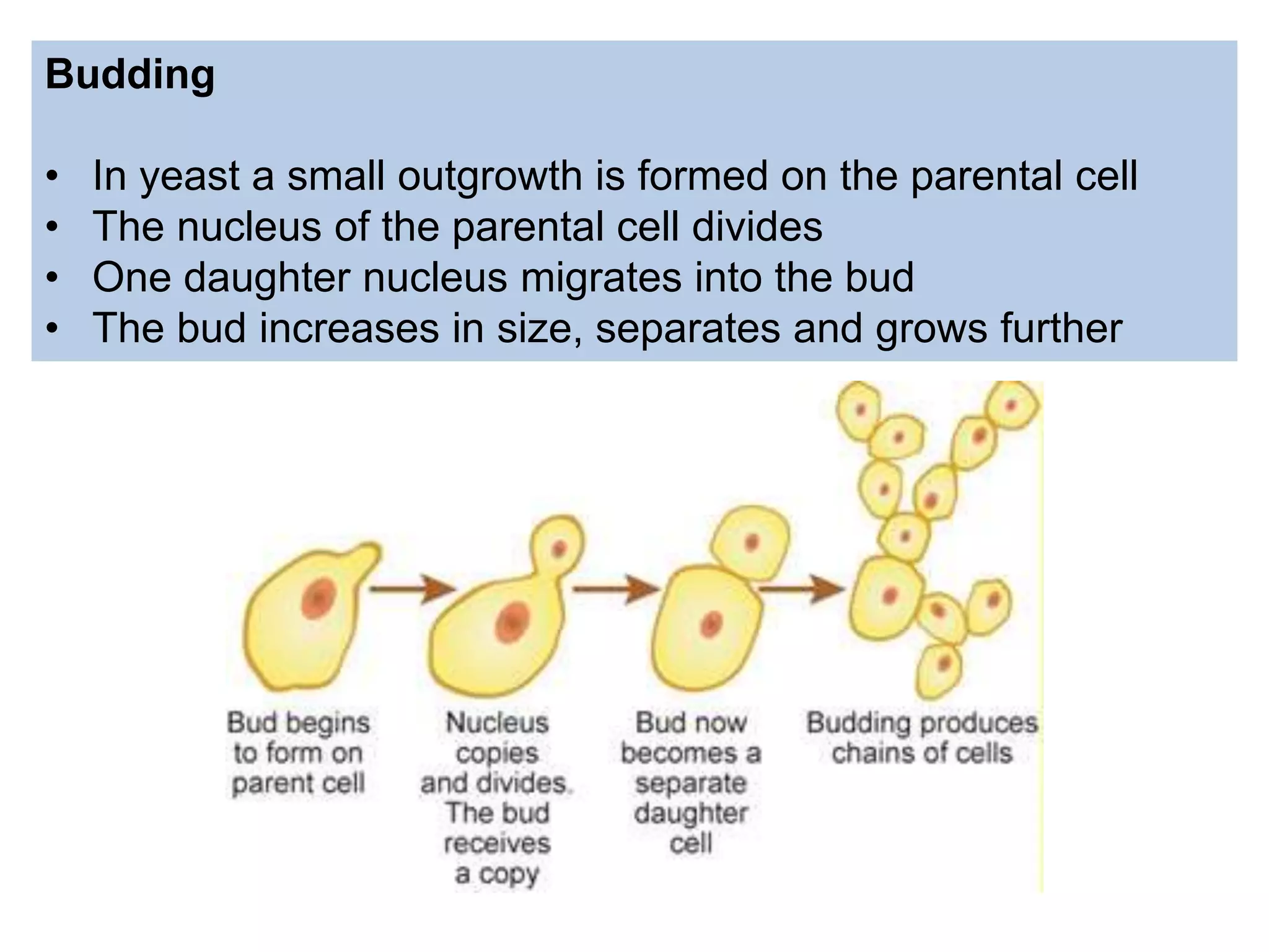 Budding
• In yeast a small outgrowth is formed on the parental cell
• The nucleus of the parental cell divides
• One daughter nucleus migrates into the bud
• The bud increases in size, separates and grows further
 