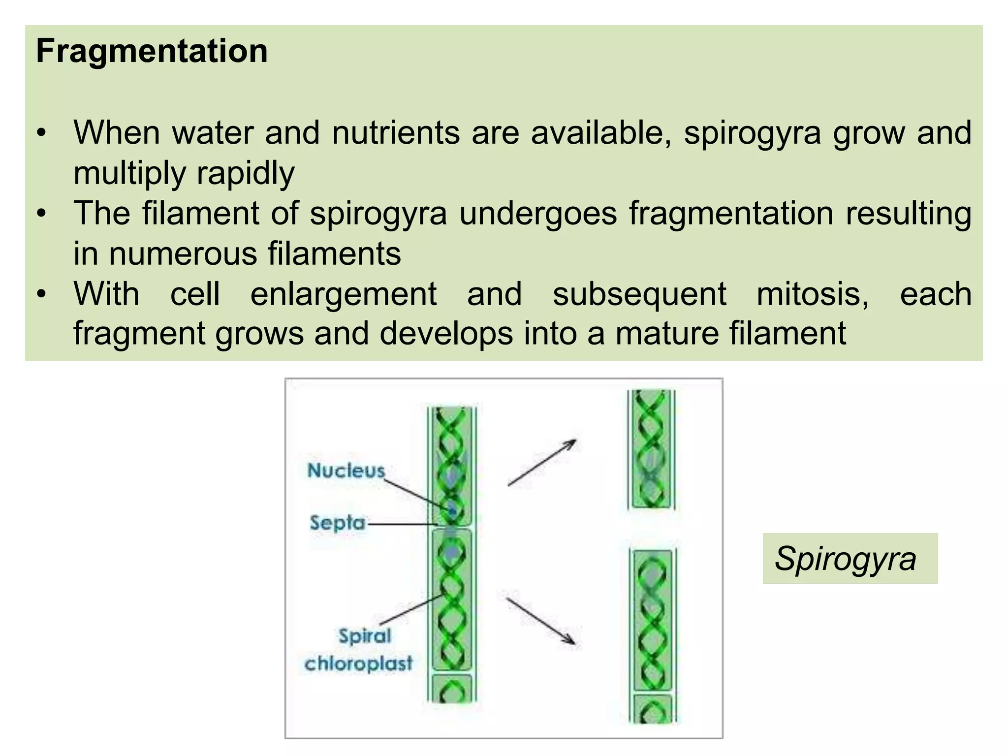 Fragmentation
• When water and nutrients are available, spirogyra grow and
multiply rapidly
• The ﬁlament of spirogyra undergoes fragmentation resulting
in numerous ﬁlaments
• With cell enlargement and subsequent mitosis, each
fragment grows and develops into a mature ﬁlament
Spirogyra
 