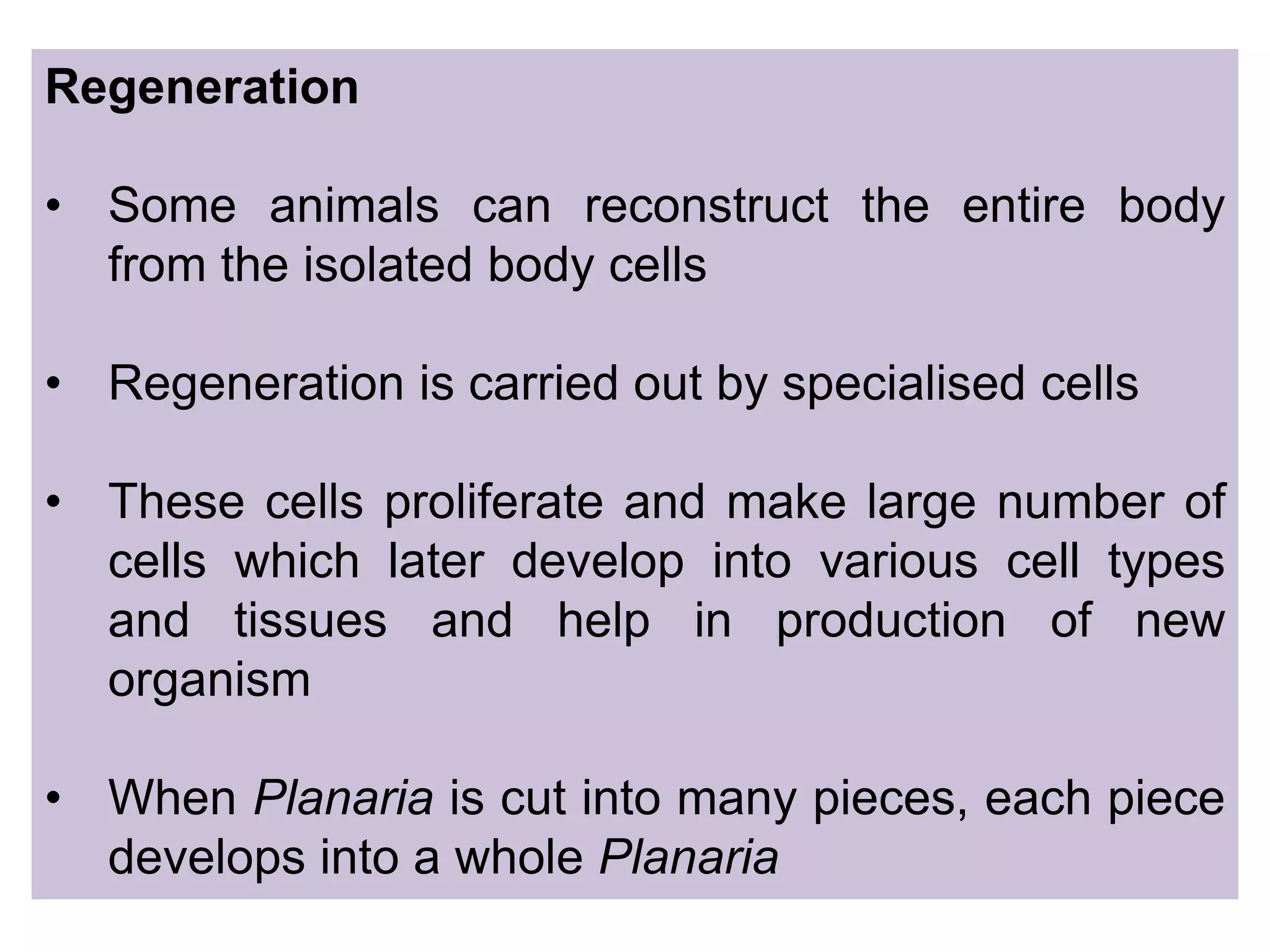 Regeneration
• Some animals can reconstruct the entire body
from the isolated body cells
• Regeneration is carried out by specialised cells
• These cells proliferate and make large number of
cells which later develop into various cell types
and tissues and help in production of new
organism
• When Planaria is cut into many pieces, each piece
develops into a whole Planaria
 