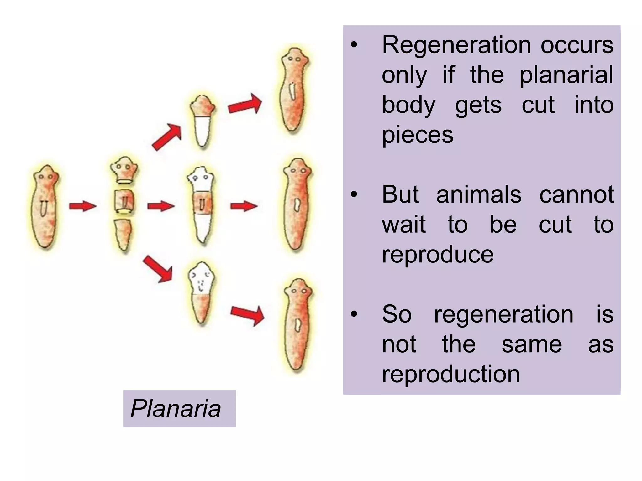 Planaria
• Regeneration occurs
only if the planarial
body gets cut into
pieces
• But animals cannot
wait to be cut to
reproduce
• So regeneration is
not the same as
reproduction
 