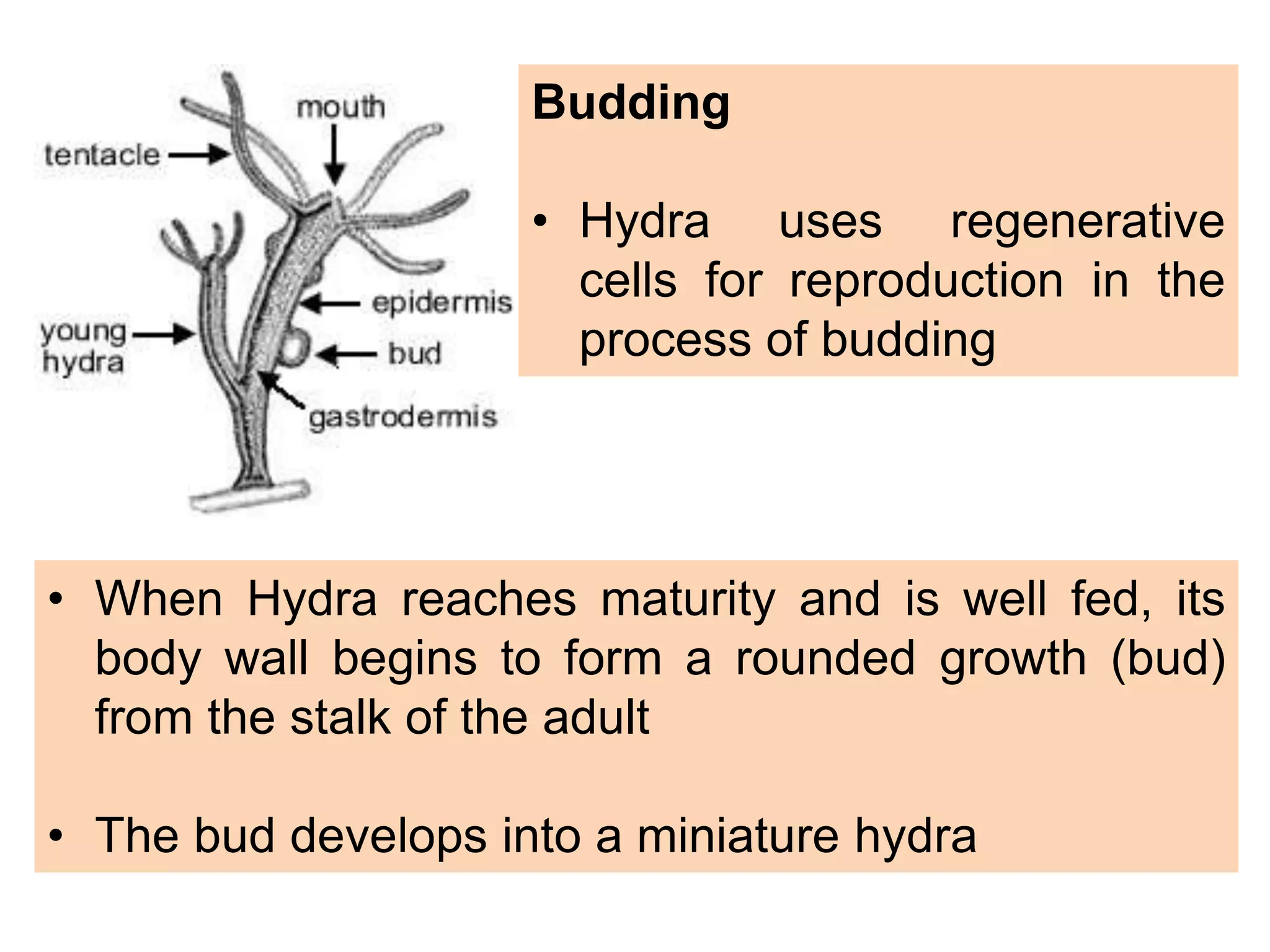 Budding
• Hydra uses regenerative
cells for reproduction in the
process of budding
• When Hydra reaches maturity and is well fed, its
body wall begins to form a rounded growth (bud)
from the stalk of the adult
• The bud develops into a miniature hydra
 