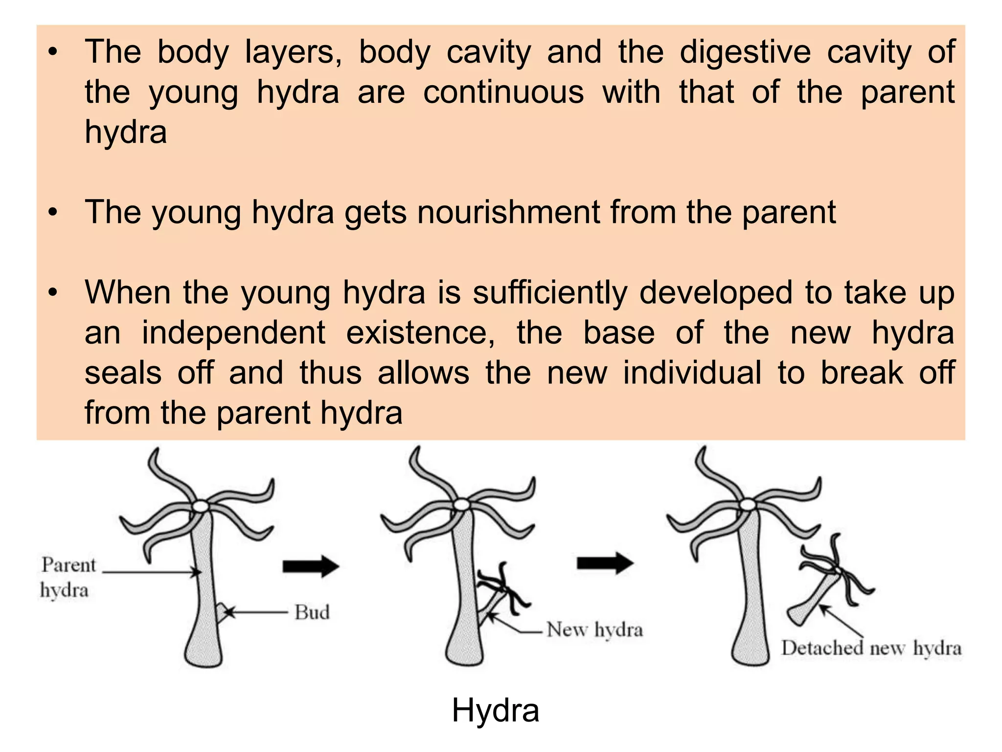 Hydra
• The body layers, body cavity and the digestive cavity of
the young hydra are continuous with that of the parent
hydra
• The young hydra gets nourishment from the parent
• When the young hydra is sufficiently developed to take up
an independent existence, the base of the new hydra
seals off and thus allows the new individual to break off
from the parent hydra
 