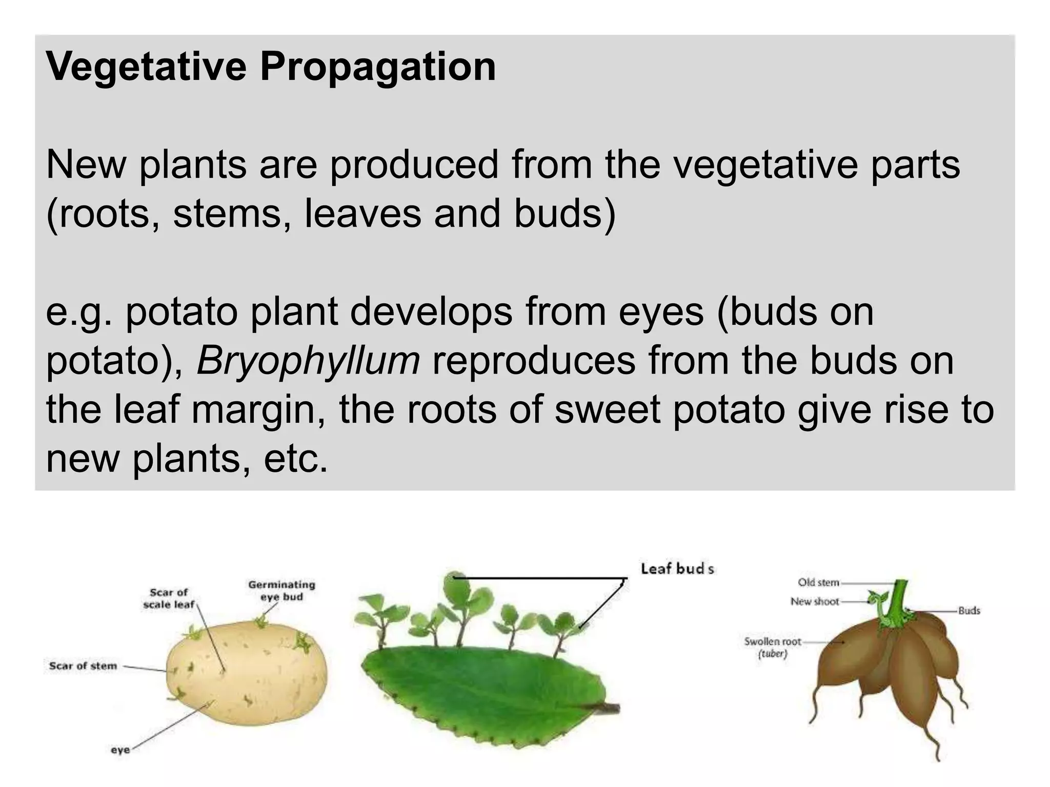 Vegetative Propagation
New plants are produced from the vegetative parts
(roots, stems, leaves and buds)
e.g. potato plant develops from eyes (buds on
potato), Bryophyllum reproduces from the buds on
the leaf margin, the roots of sweet potato give rise to
new plants, etc.
 