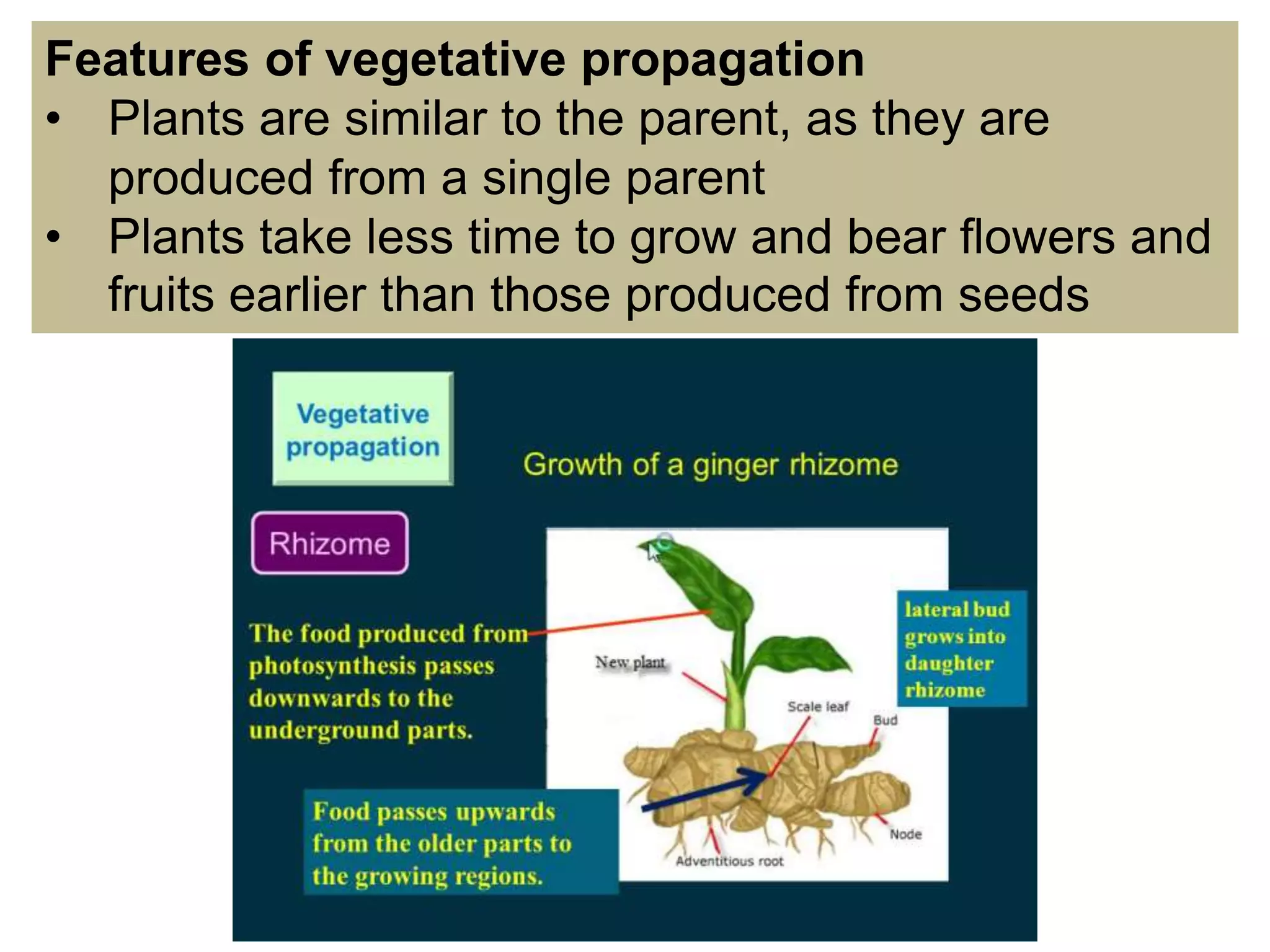 Features of vegetative propagation
• Plants are similar to the parent, as they are
produced from a single parent
• Plants take less time to grow and bear ﬂowers and
fruits earlier than those produced from seeds
 