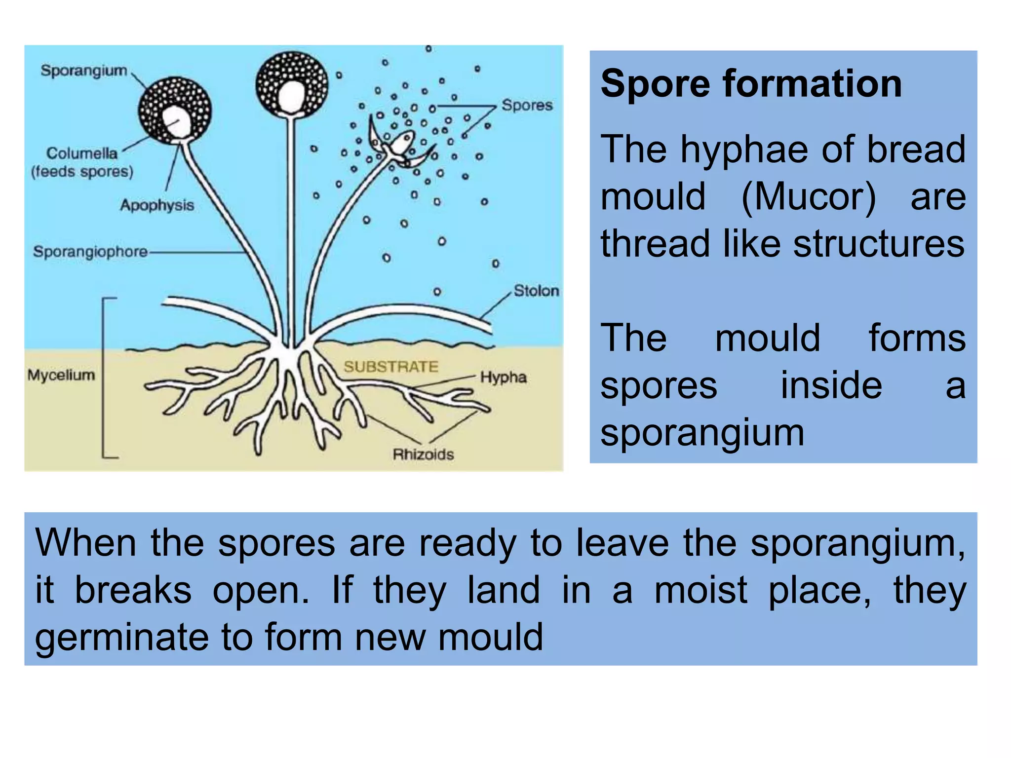 Spore formation
The hyphae of bread
mould (Mucor) are
thread like structures
The mould forms
spores inside a
sporangium
When the spores are ready to leave the sporangium,
it breaks open. If they land in a moist place, they
germinate to form new mould
 