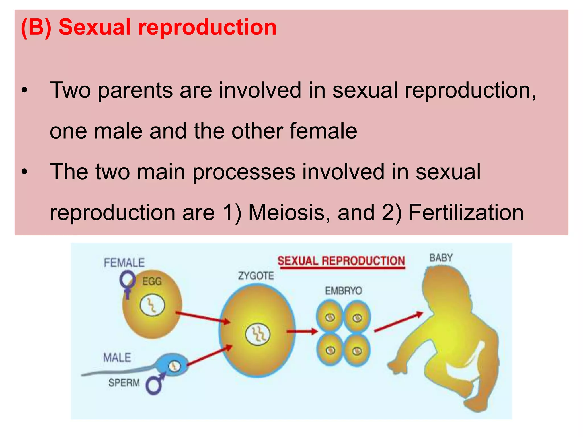 (B) Sexual reproduction
• Two parents are involved in sexual reproduction,
one male and the other female
• The two main processes involved in sexual
reproduction are 1) Meiosis, and 2) Fertilization
 