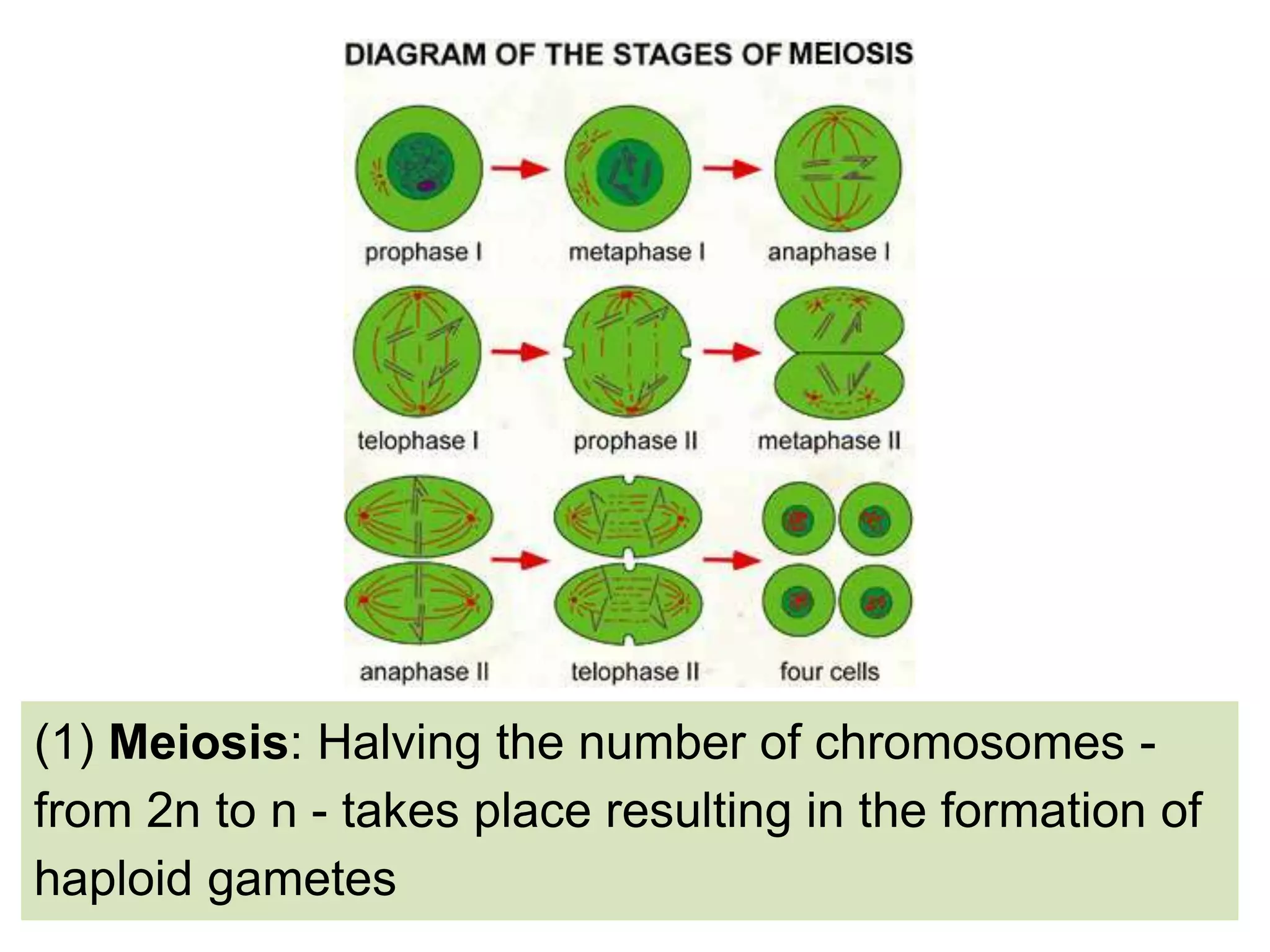 (1) Meiosis: Halving the number of chromosomes -
from 2n to n - takes place resulting in the formation of
haploid gametes
 