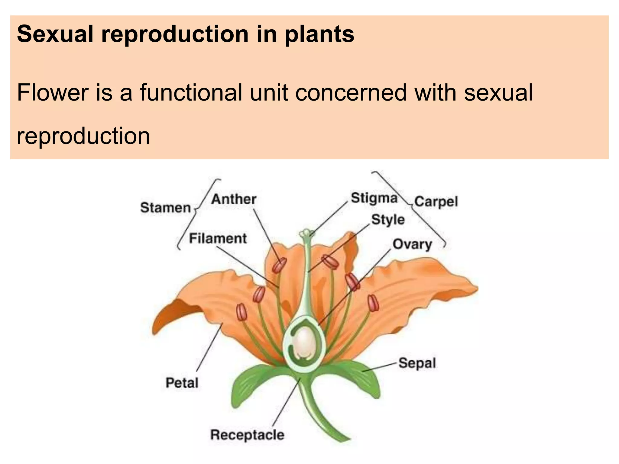 Sexual reproduction in plants
Flower is a functional unit concerned with sexual
reproduction
 