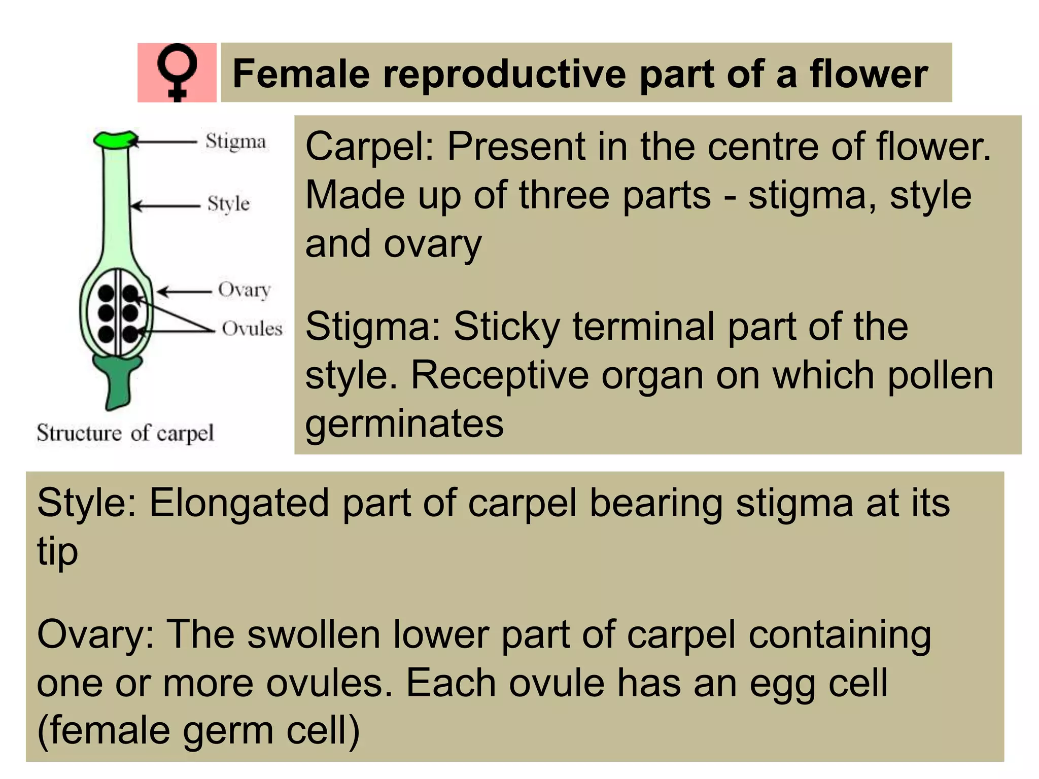 Carpel: Present in the centre of ﬂower.
Made up of three parts - stigma, style
and ovary
Stigma: Sticky terminal part of the
style. Receptive organ on which pollen
germinates
Female reproductive part of a ﬂower
Style: Elongated part of carpel bearing stigma at its
tip
Ovary: The swollen lower part of carpel containing
one or more ovules. Each ovule has an egg cell
(female germ cell)
 