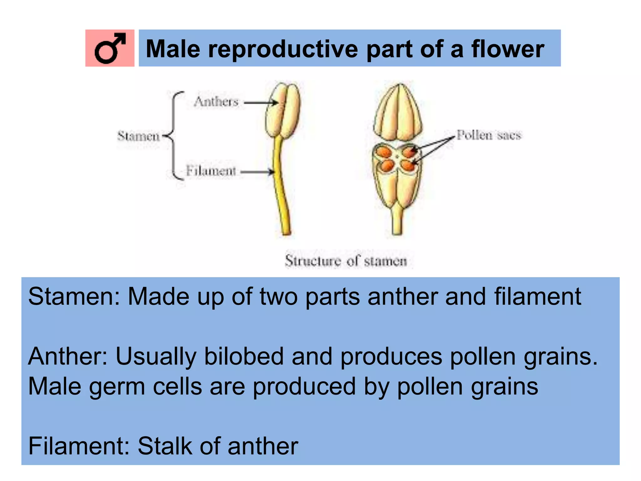 Stamen: Made up of two parts anther and ﬁlament
Anther: Usually bilobed and produces pollen grains.
Male germ cells are produced by pollen grains
Filament: Stalk of anther
Male reproductive part of a ﬂower
 